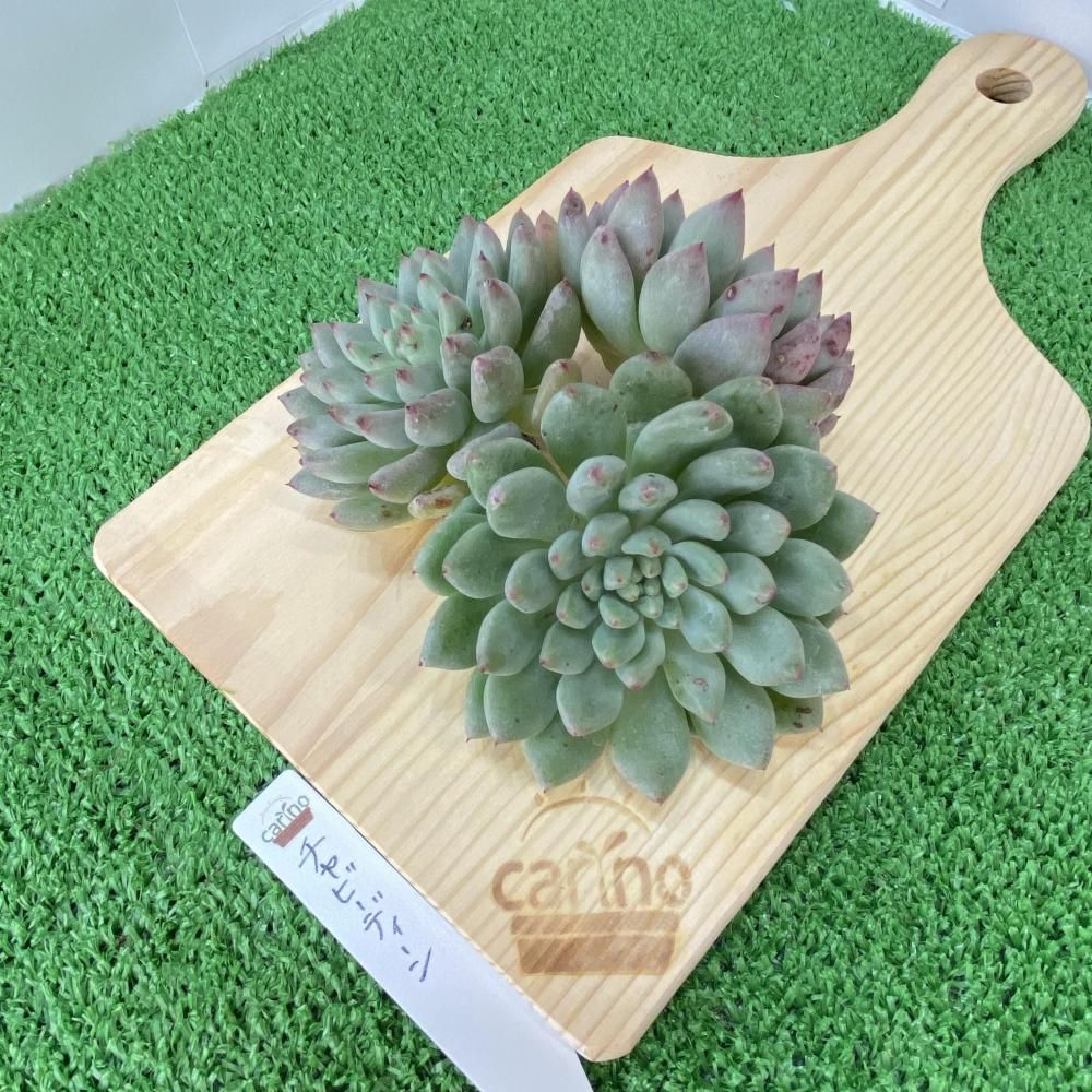 葉挿し苗❤️デザートハーモニー❤️2 デザートハーモニー改め。と、ナチュラさんへRoots | コキリノ