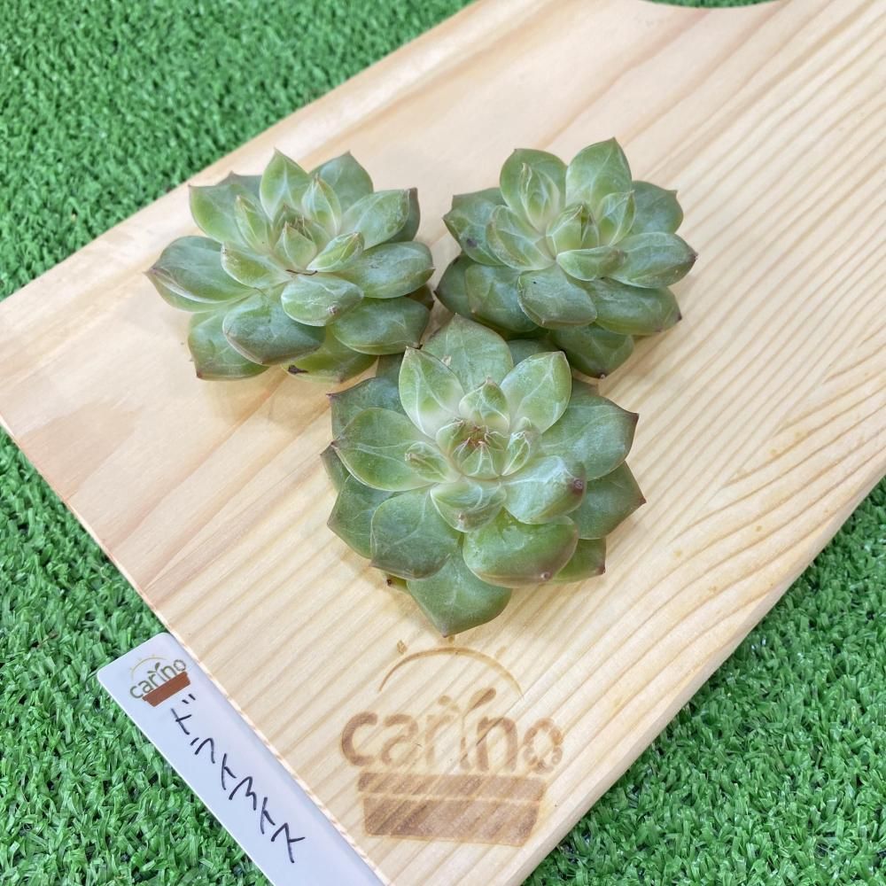 エケベリア - carino creare