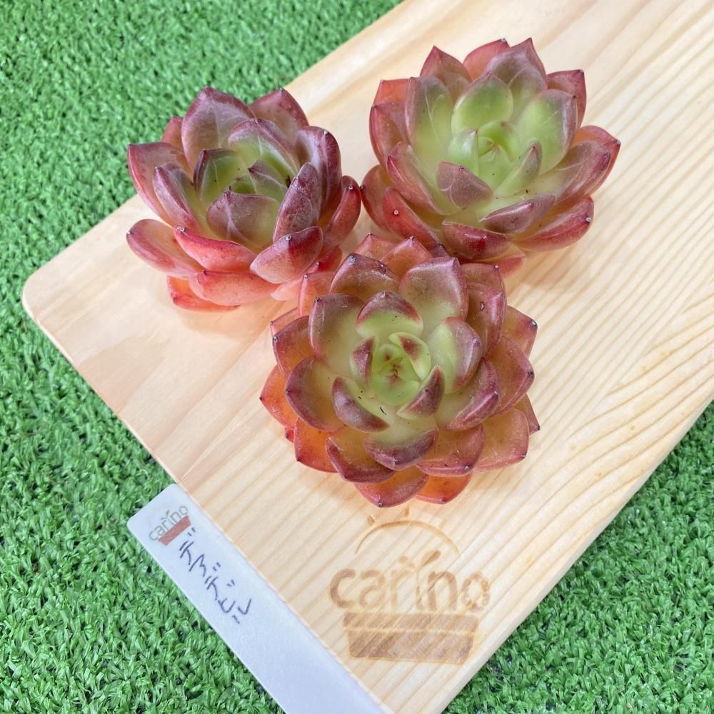 アッキページ　ポトシナ　ミクステカナ　ベイレイ抜き苗 アッキページ ポトシナ ミクステカナ ベイレイ抜き苗 アッキ様