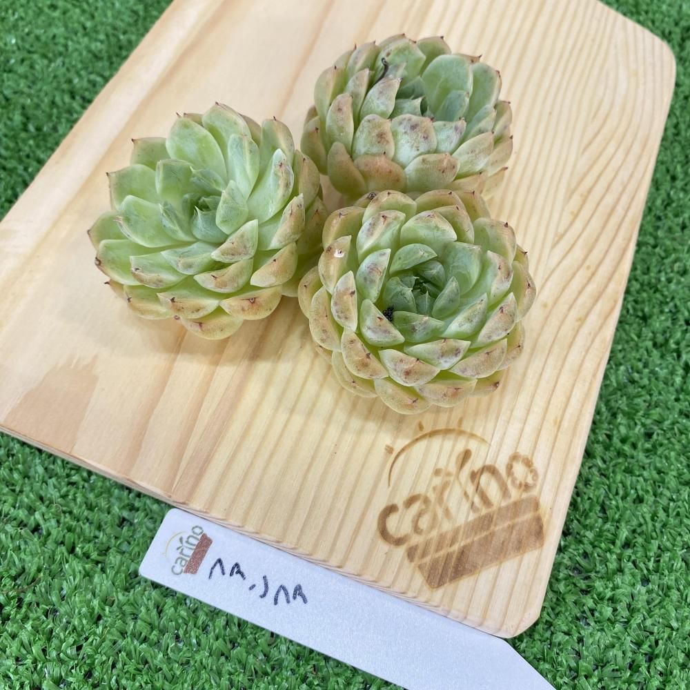 アッキページ　ポトシナ　ミクステカナ　ベイレイ抜き苗 アッキ様専用ページ ポトシナ ミクステカナ ベイレイ抜き苗