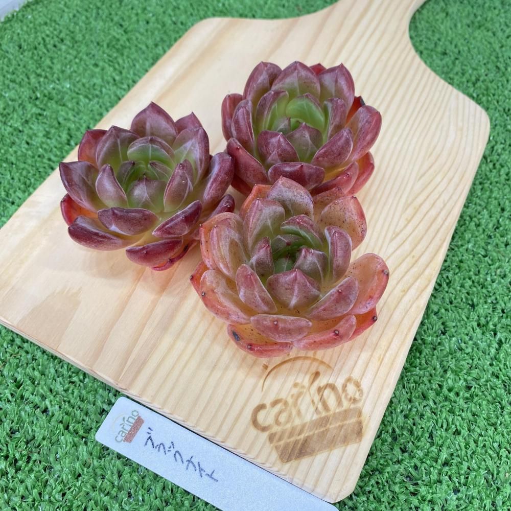 多肉植物　抜き苗　ラブファイヤー　ノボローサブラボー 多肉植物 抜き苗 ラブファイヤー ノボローサブラボー