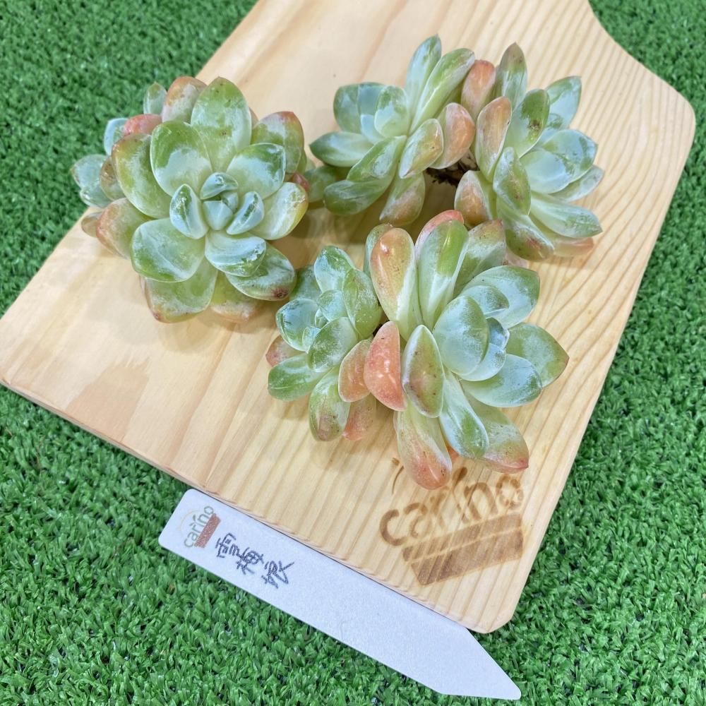 葉挿し苗❤️デザートハーモニー❤️2 デザートハーモニー改め。と、ナチュラさんへRoots | コキリノ