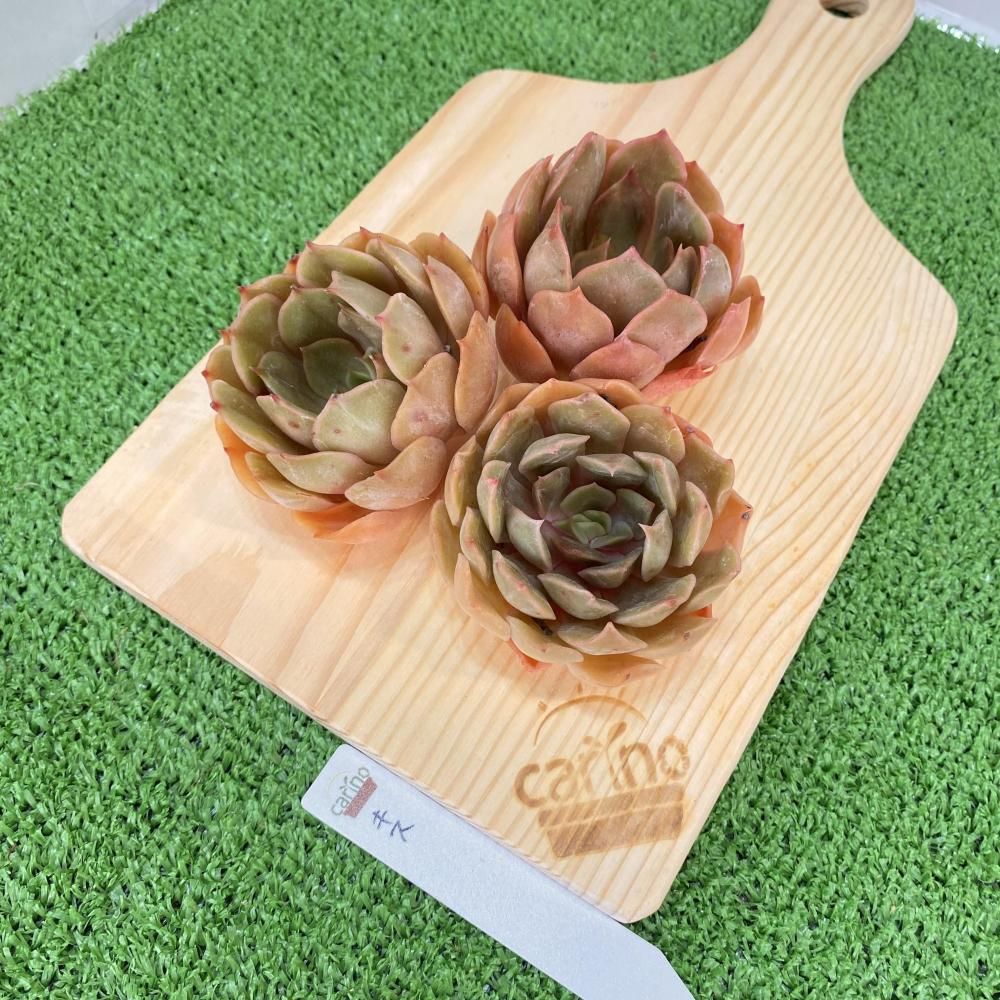 miso苗⭐️ロメオルビン×ケッセルリンゼアナ⭐️ミソさん 多肉 エケベリア miso苗⭐️ロメオルビン×ケッセルリンゼアナ⭐️ミソさん 多肉