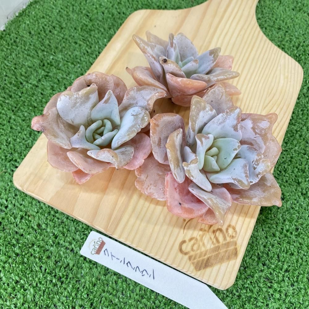 エケベリア - carino creare