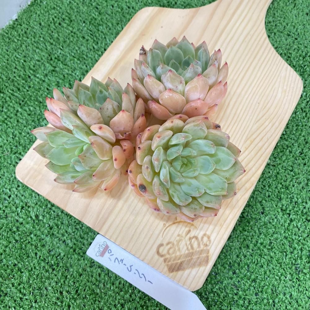 アッキページ　ポトシナ　ミクステカナ　ベイレイ抜き苗 アッキ様専用ページ ポトシナ ミクステカナ ベイレイ抜き苗