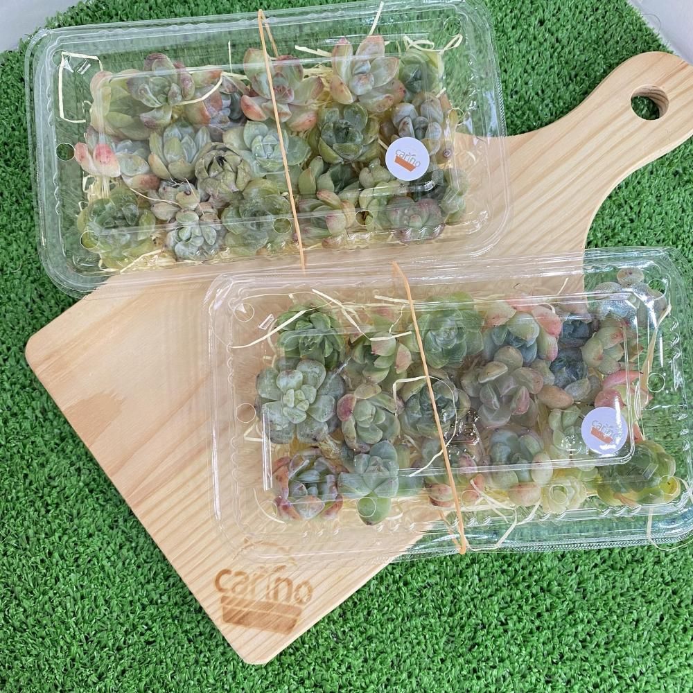 抜き苗✨レア♥️蜜桃プリン✕Prodidity✨ 多肉植物