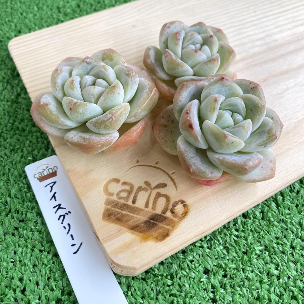 通常サイズ苗はこちら - carino creare