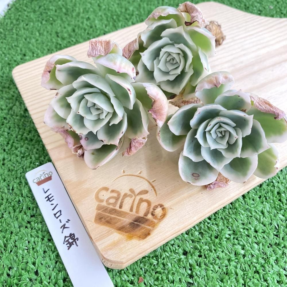 通常サイズ苗はこちら - carino creare