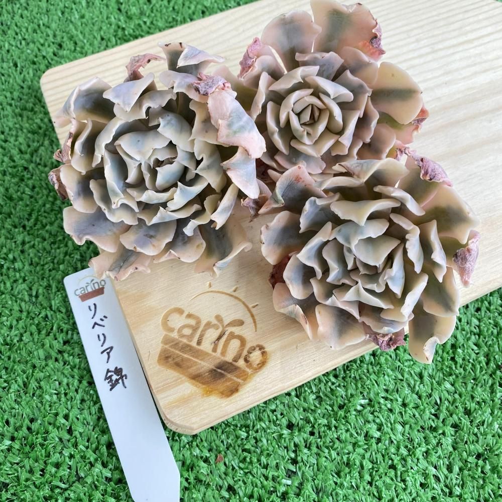 carino creare carino creare