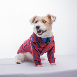 ブリティッシュ ボーイ The Dogs 愛犬のお洋服をオーダーメイドでご提供します