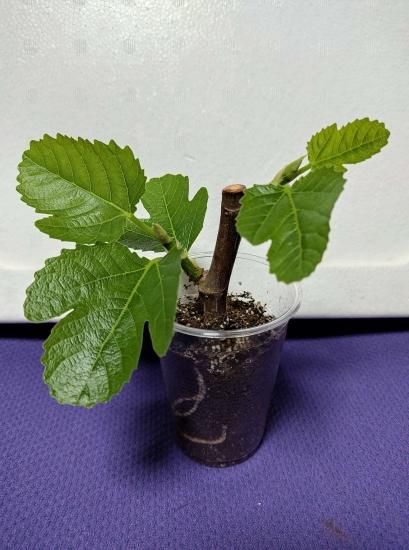 無農薬 無花果 ✳︎ イチジク ✳︎ フランダース 苗木 大苗 trtfc3