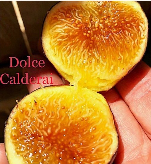 イチジク苗木 Dolce Calderai-