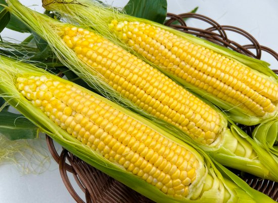 令和5年】朝採りの「おひさまの金色とうもろこし🌽」６本セット