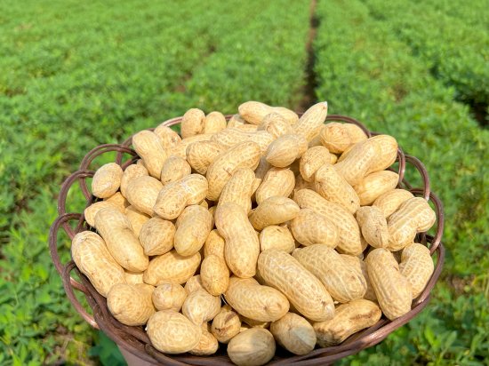 令和５年初出荷】低農薬で安心の”茹でらっか”専用落花生「おおまさり１kg」 - グリーンファーム落合