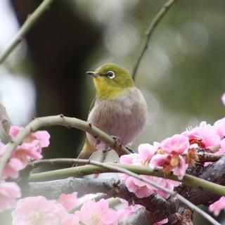 ���Լ��դǻ��Ƥ����᥸������19��