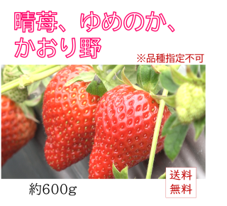 【販売終了】『かもめファーム』（岡山市）の美味しい晴苺（はれいちご）　