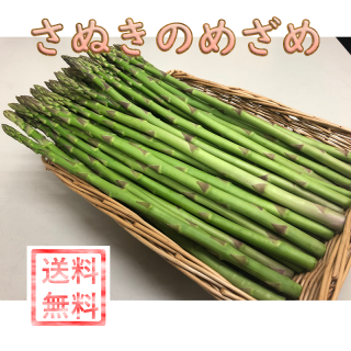 香川県産アスパラガス　「さぬきのめざめ」セミロング　Ｍサイズ（30cm）夏芽（約1kg）
