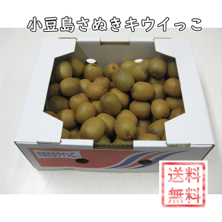 【販売終了】小豆島さぬきキウイっこ　　約2kg（約60〜90個）　【さぬき讃フルーツ】　　発送期間：ご注文日以降〜12月下旬ごろ　