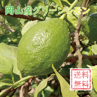 岡山産グリーンレモン（２kg入り）
