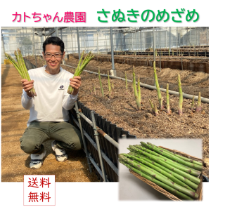 香川県産アスパラガス　　カトちゃん農園のさぬきのめざめ（夏芽）　　セミロングサイズ（約30cm）　約1kg（Lサイズ以上）　発送期間：6月中旬ごろ〜9月下旬ごろ