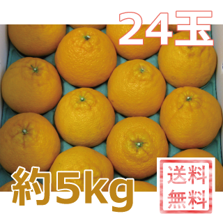 デコポン（香川県産）　約5kg　　Lサイズ（24玉）　　　発送期間：2月下旬ごろ〜4月中旬ごろ　　　