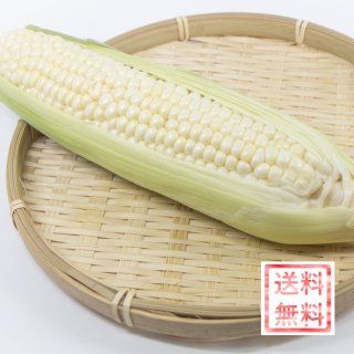香川県産とうもろこし　訳ありピュアホワイト　約3.5kg（約9〜15本前後）発送期間：6月中旬ごろ〜7月中旬ごろ