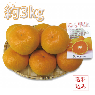 ڹۤߤ3kgȯ֡ܤܤ