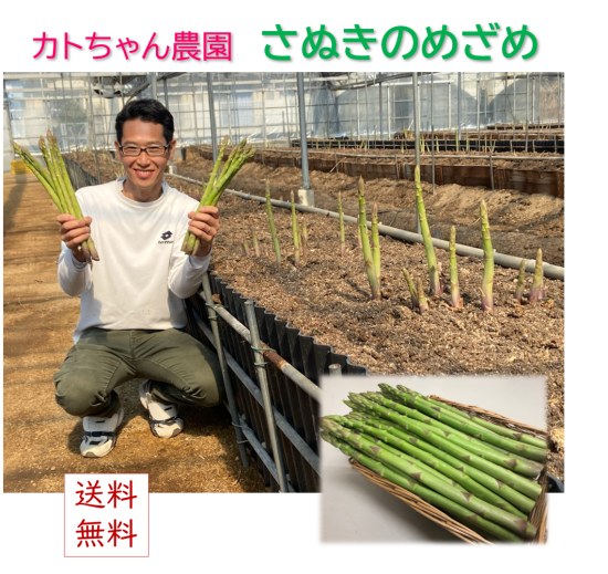 香川県産アスパラガス カトちゃん農園の極太さぬきのめざめ（春芽