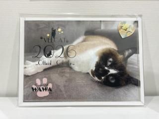 <img class='new_mark_img1' src='https://img.shop-pro.jp/img/new/icons6.gif' style='border:none;display:inline;margin:0px;padding:0px;width:auto;' />VELCATꥸʥƥ2026(奿)