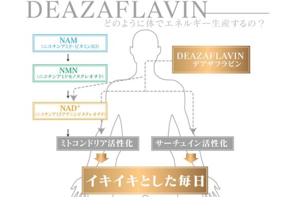 デアザフラビン plus 5-ALA W配合 日本製 純度99.9％以上 1粒NMN1200mg相当 高含有量 次世代型 NMN サーチュイン  サプリメント - 虹の葉project