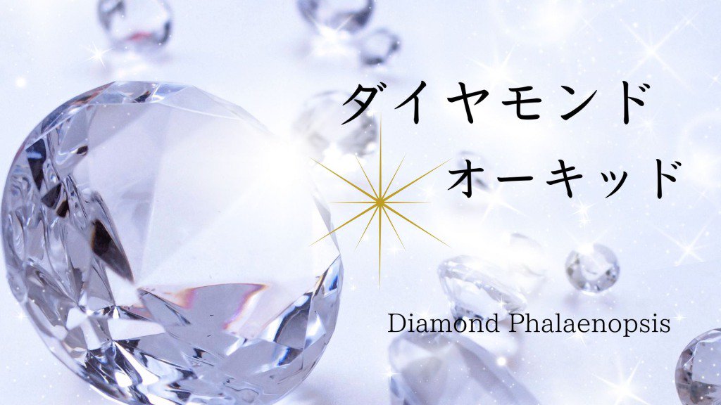 キラキラと輝くダイヤモンド胡蝶蘭