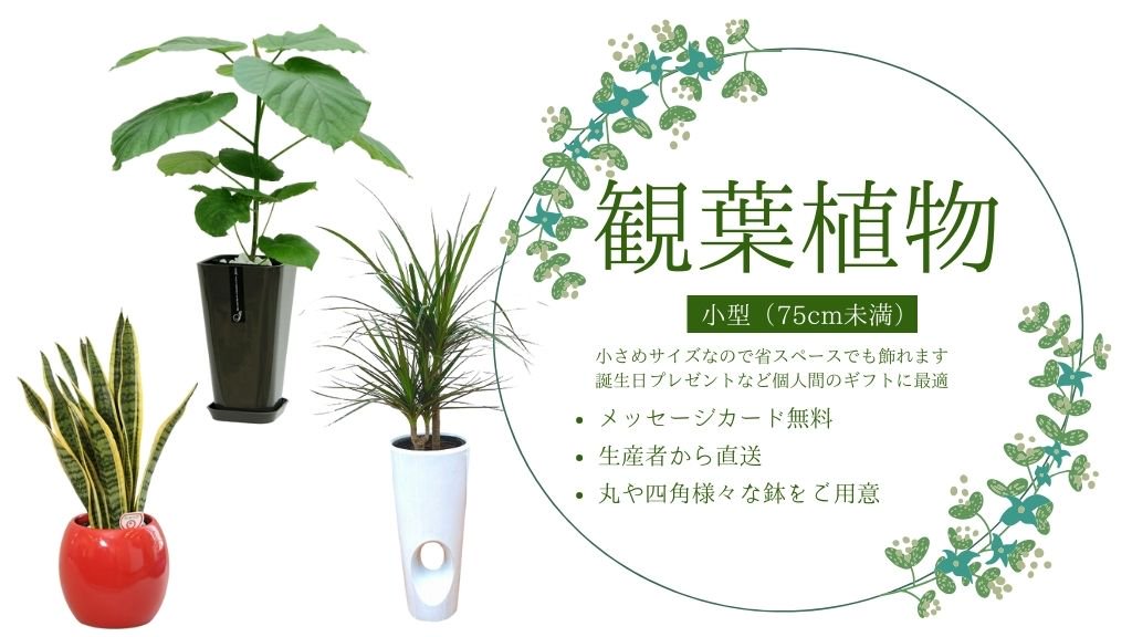 観葉植物・小型】観葉植物をお安く全国へお届け・おしゃれな鉢カバー