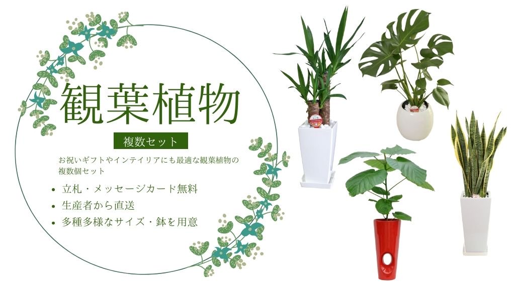 観葉植物セット/サムライフラワー