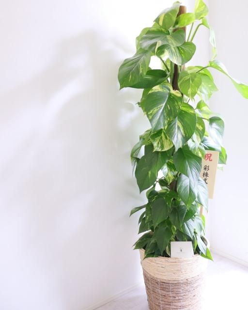 その他観葉植物 / 直送】【人工観葉植物】東京堂/☆AX☆柱サボテンポット GREEN