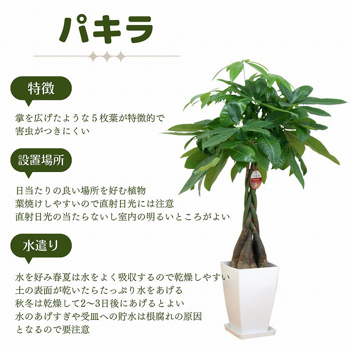 観葉植物 パキラ 2色仕様のおしゃれなバスケットカバー付／サムライ 