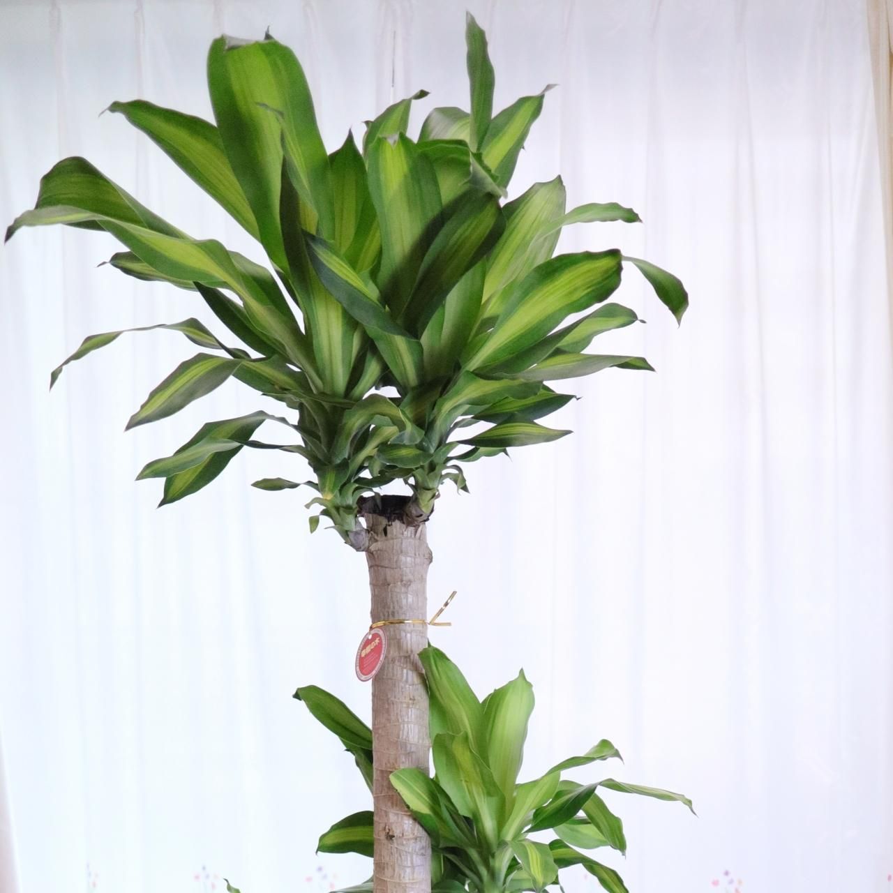 観葉植物 ドラセナ マッサンゲアナ Dark Brown エコ素材の軽い鉢カバー付 サムライフラワー 観葉植物 ドラセナ マッサンゲアナ Dark Brown エコ素材の軽い鉢カバー付 サムライフラワー