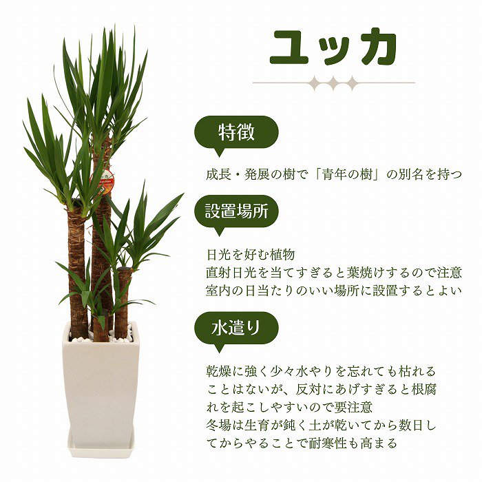 観葉植物 ユッカ・エレファンティペス （エコ素材の軽い鉢カバー付）‐サムライフラワー