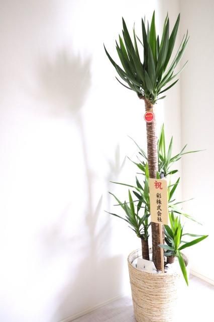 青年の木で人気の観葉植物ユッカ・エレファンティペス