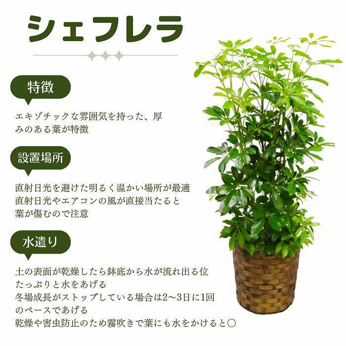 観葉植物 シェフレラ pra pot （プラスチックカバー付き）‐サムライフラワー