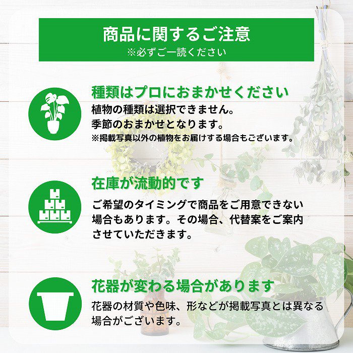 当日配達 観葉植物】おまかせ10号（立札・バスケット鉢カバー付 