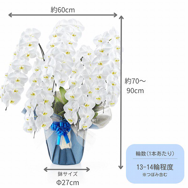 胡蝶蘭 5本立 白 65～70輪以上(選べるラッピング・軽いエコな鉢)/サムライフラワー