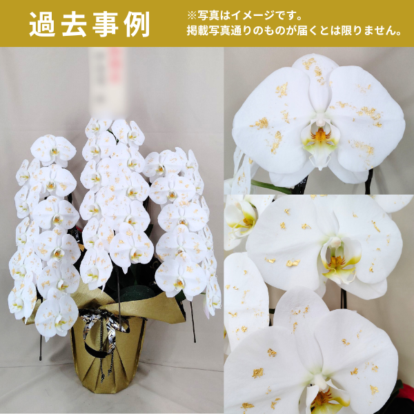 (Ѥ)ĳ 3Ω 3336ذʾ墨Ĥܤߤޤ(ǳߤȤƼΤƤȭ) 5