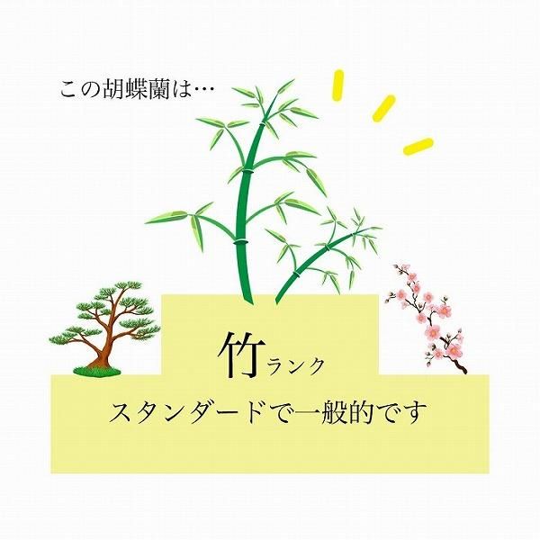 (Ѥ)ĳ 3Ω 3336ذʾ墨Ĥܤߤޤ(ǳߤȤƼΤƤȭ) 6