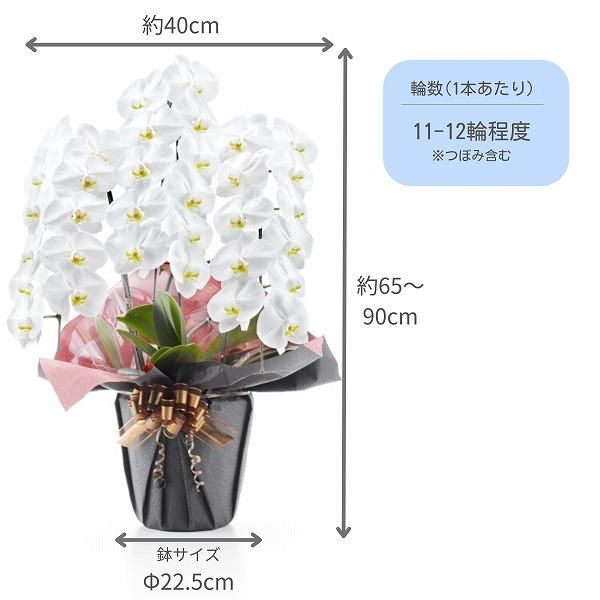 (Ѥ)ĳ 3Ω 3336ذʾ墨Ĥܤߤޤ(ǳߤȤƼΤƤȭ) 7