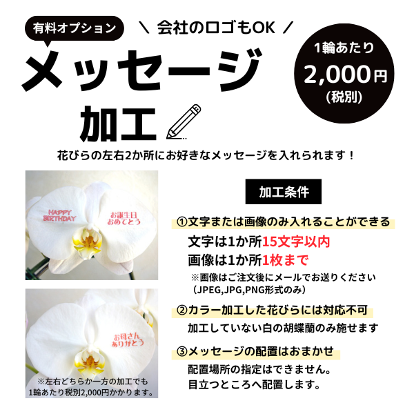 胡蝶蘭】花びらメッセージ入り胡蝶蘭 3本立 白 27～30輪以上※つぼみを含む（軽いエコ鉢・選べるラッピング）‐サムライフラワー