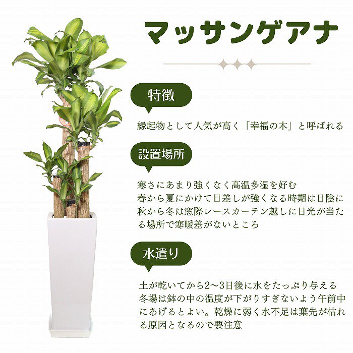 観葉植物】幸福の木 ドラセナ・マッサンゲアナ (茶バスケットカバー付）‐サムライフラワー