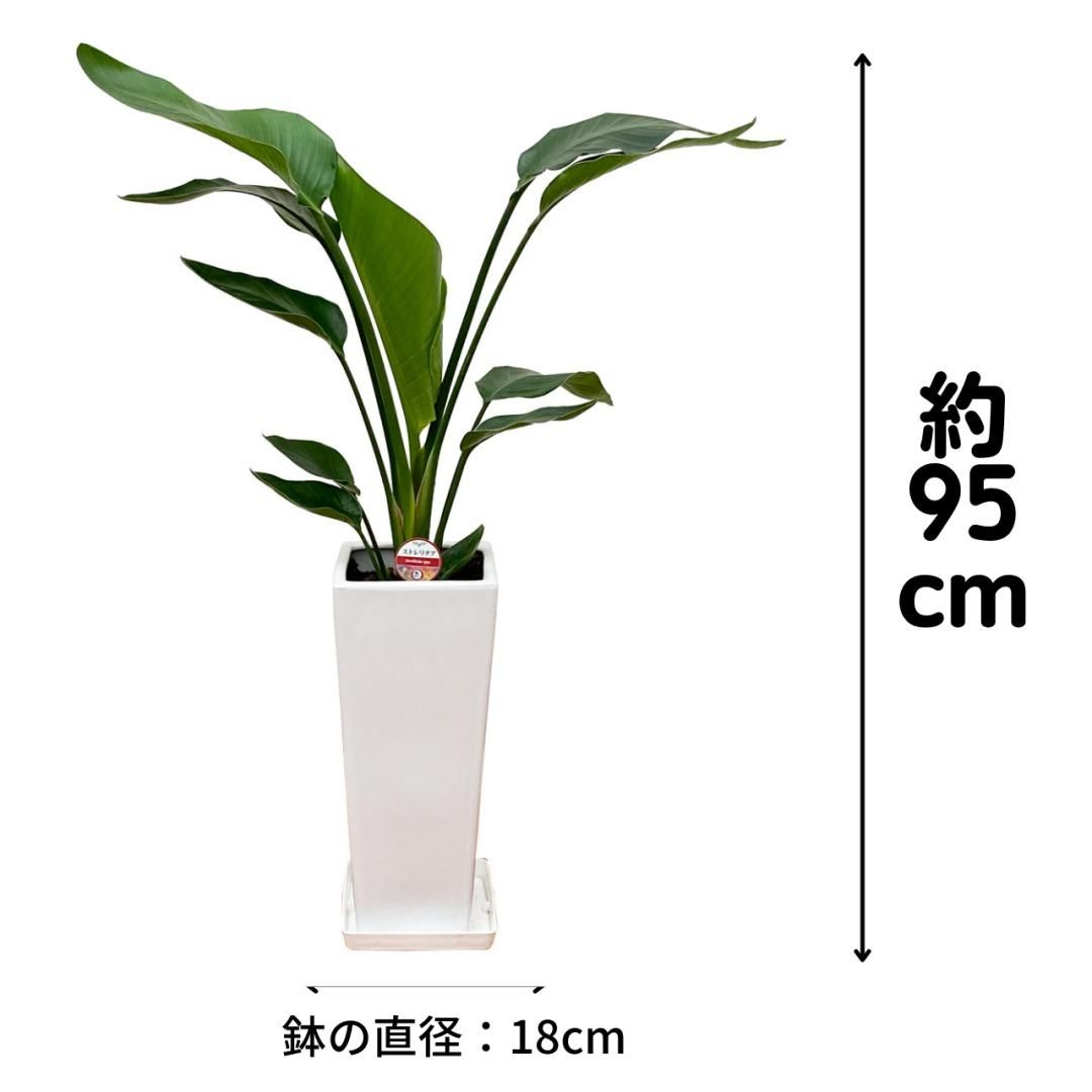 観葉植物 ストレリチア・オーガスタ7号(白スリム・陶器製・受け皿 観葉植物 ストレリチア・オーガスタ7号(白スリム・陶器製・受け皿