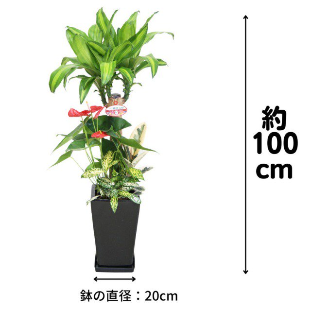 観葉植物 幸福の木 寄せ植え7号（黒角陶器・受け皿付き）‐サムライフラワー