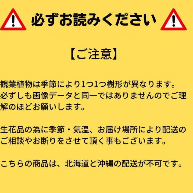 観葉植物 アンスリューム 白 6号 丸陶器 受け皿付き サムライフラワー