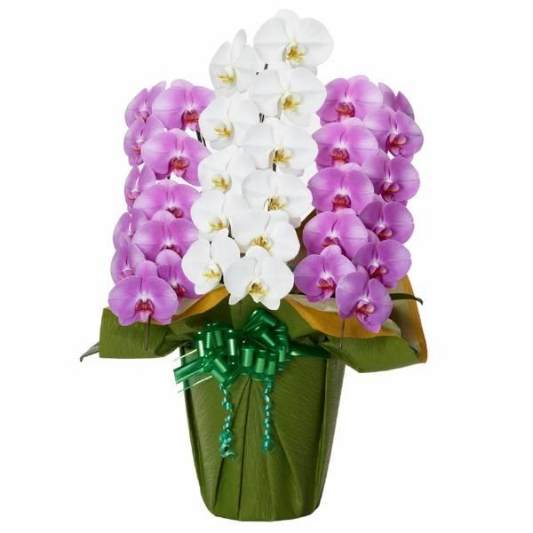 胡蝶蘭】3本立 ミックス(白とピンク) 33～36輪以上(軽いエコな鉢